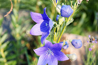 Balloon Flower