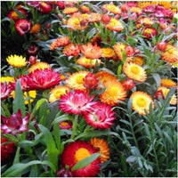 Helichrysum Tom Thumb Mixed