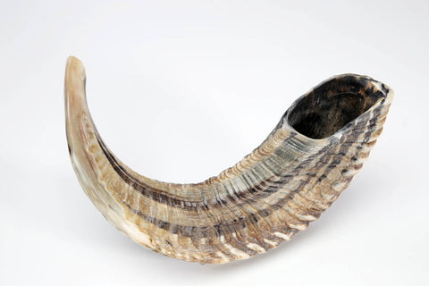 Rams Horn Plain Shofar Kosher