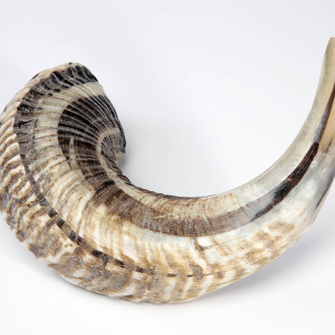 Rams Horn Plain Shofar Kosher