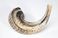 Rams Horn Plain Shofar Kosher