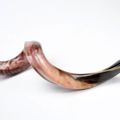 Yemenite Plain Shofar Kosher