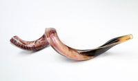 Yemenite Plain Shofar Kosher