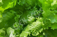 Lettuce Iceberg
