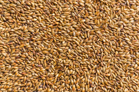 Barley