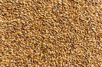 Barley