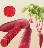 Beetroot Cylindra