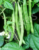 Bean Climbing Blue Lake