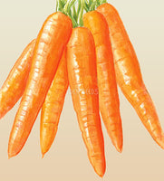 Carrot All Seasons