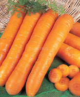 Carrot Nantes