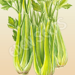 Celery Tall Utah