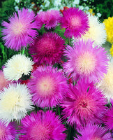 Centaurea Polka Dot Mix