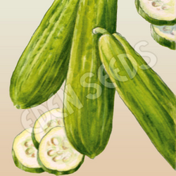 Cucumber Muncher Burpless