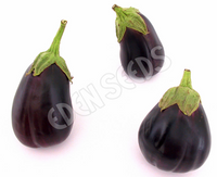 Eggplant Black Beauty