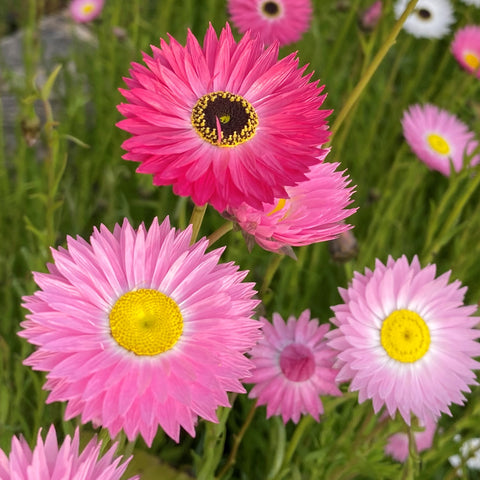 Everlastings