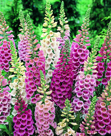 Foxglove Excelsior Mix