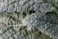 Kale Nero Di Toscana