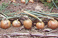 Onion Gladalan Brown