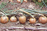 Onion Gladalan Brown