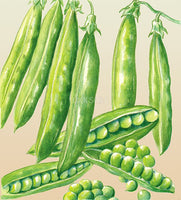 Pea Greenfeast