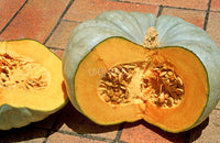 Pumpkin Jarrahdale