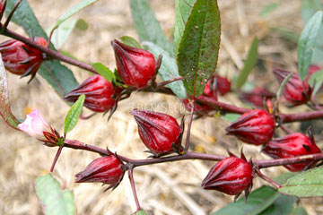 Rosella