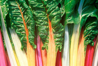 Silverbeet Rainbow Chard