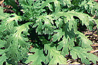 Salad Greens Edible Chrysanthemum