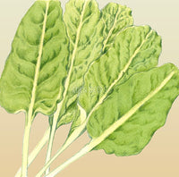 Silverbeet Erbette