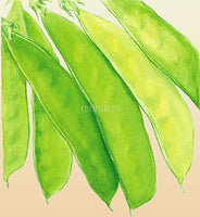 Pea Snowpea Mammoth Melting