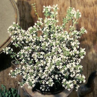 Thyme