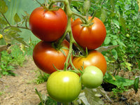 Tomato Moneymaker