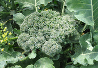 Broccoli Calibrese