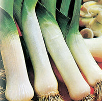 Leek Carentan