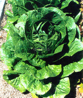 Lettuce Cos Verdi