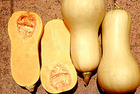 Pumpkin Waltham Butternut