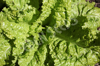 Lettuce Australian Yellow