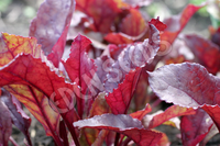 Beetroot Bull's Blood