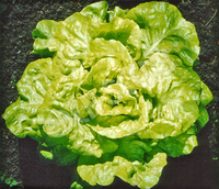Lettuce Buttercrunch