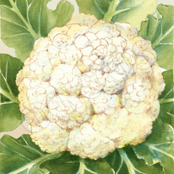 Cauliflower Snowball