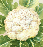 Cauliflower Snowball