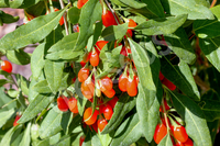 Goji Berry