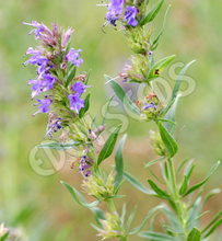 Hyssop