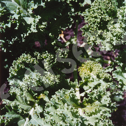 Kale Dwarf Green