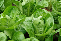 Lettuce Little Gem