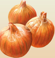 Onion Yellow Globe