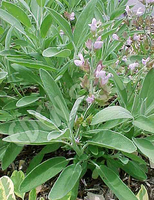 Sage