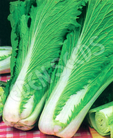 Cabbage Chinese Wong Bok