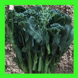 Broccoli Broccoletti
