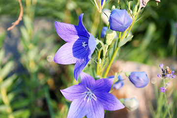 Balloon Flower